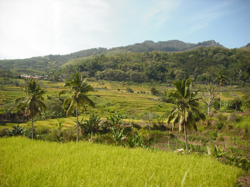 The beautiful surroundings of moni